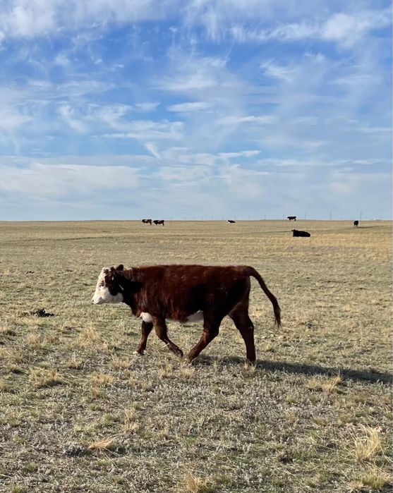 10 бас ургашы падсос