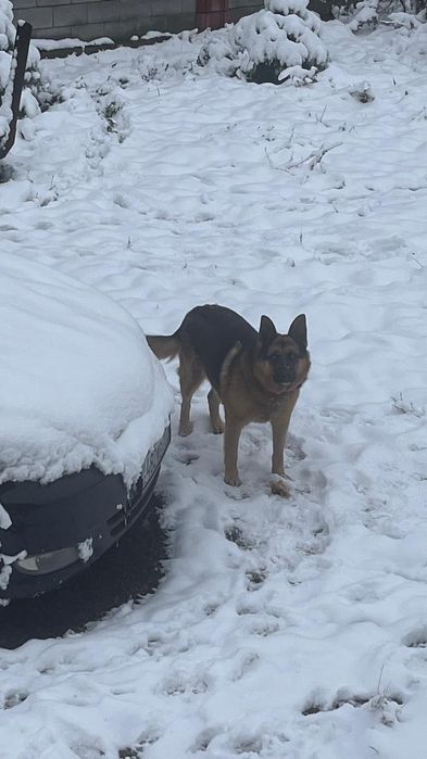 Вязка овчарка немец чистый