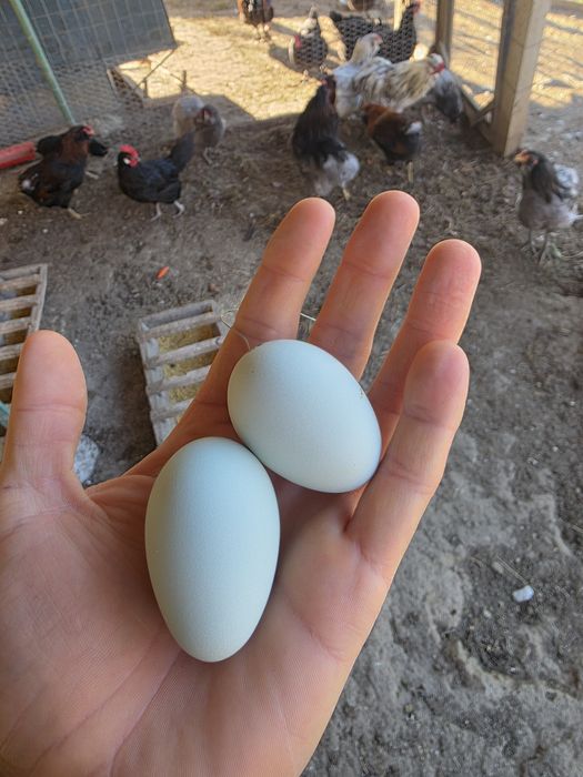 Gaina+ cocos  araucana splash