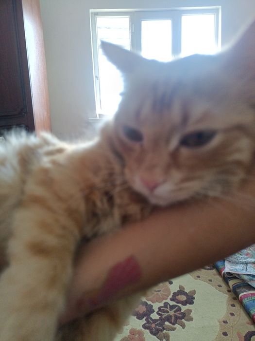 Котенок Мейн Кун