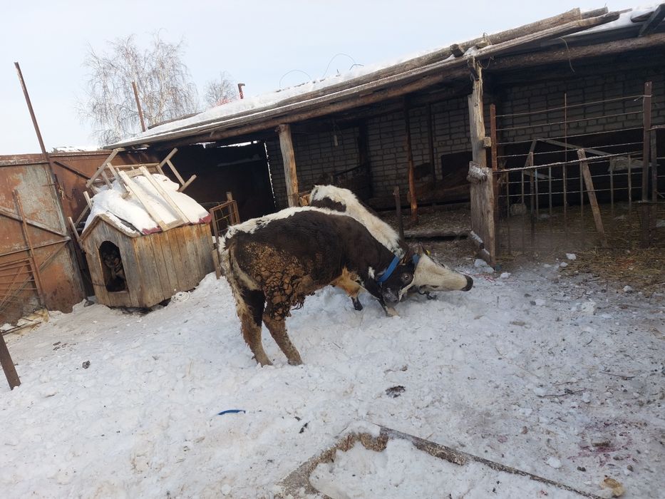 Продам два бычка