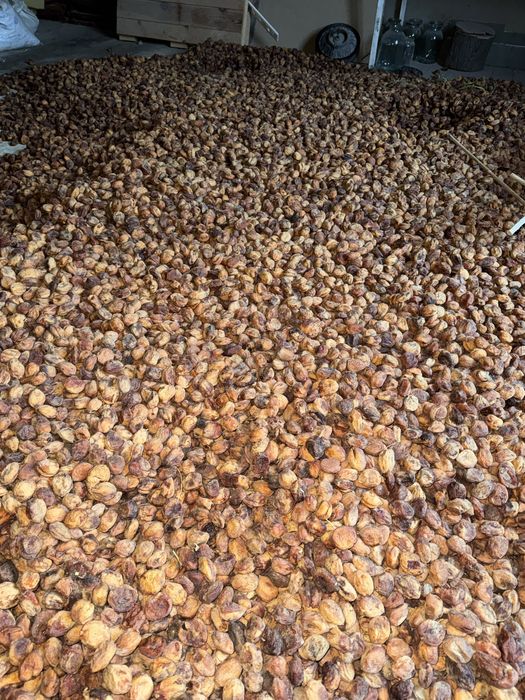 Orik oftobi sotiladi