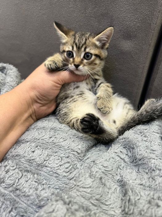 Британские ласковые котята