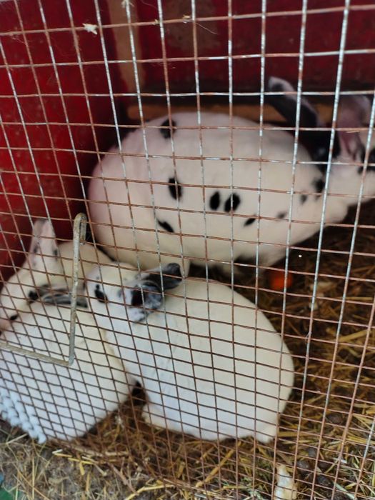 Iepurași de vânzare 100 lei bucata