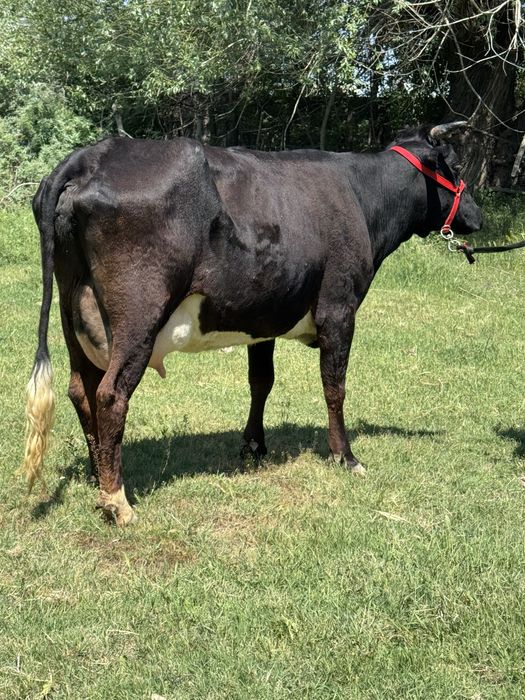 Суттi сиыр ангус бузауымен