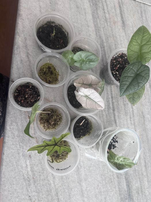 Продаются мегасет из алоказий