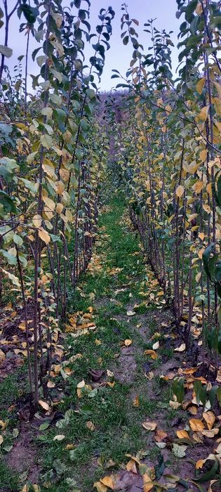 Pomi fructiferi altoiți