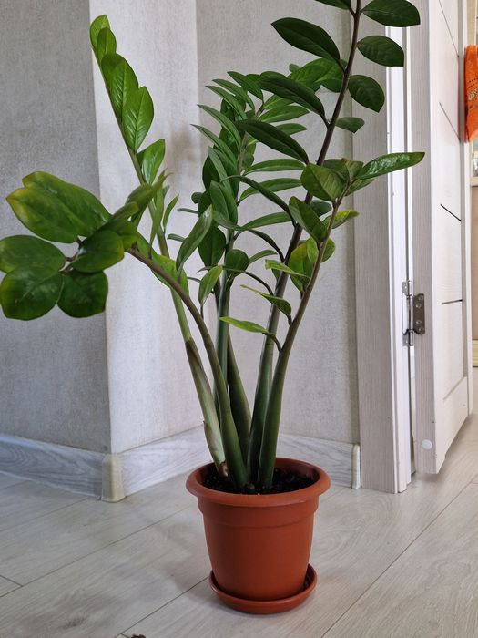 Комнатные долларовые цветы