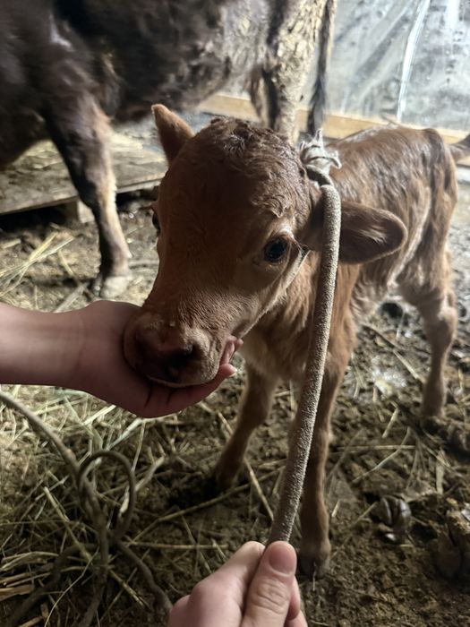 Корова с теленком