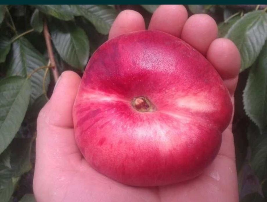 Шафтол кучатлар бор 100 ишонжли