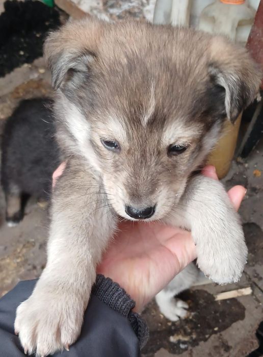 Срочно!щенки щенки