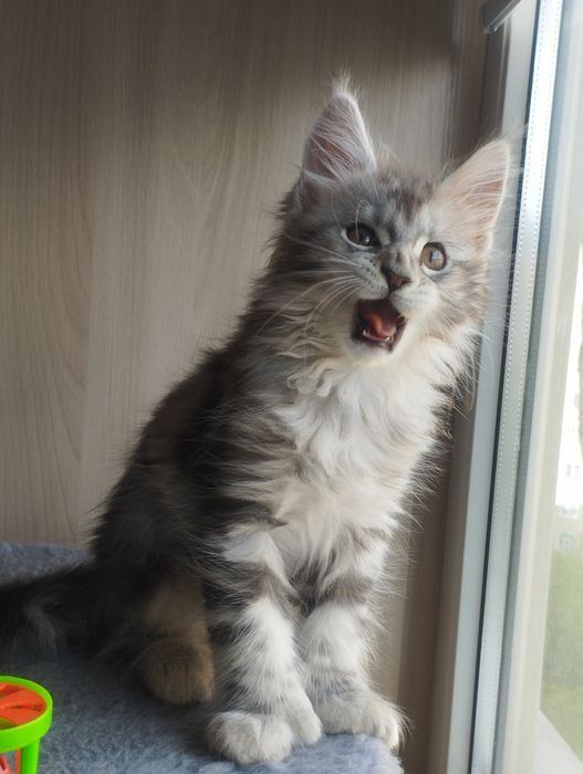 Мейн Кун полидакт девочка.