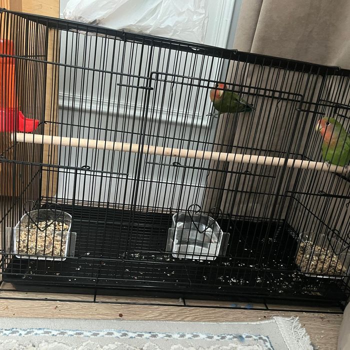 Неразлучник пара