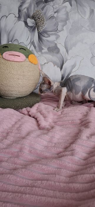 Милая малышка донского сфинкса