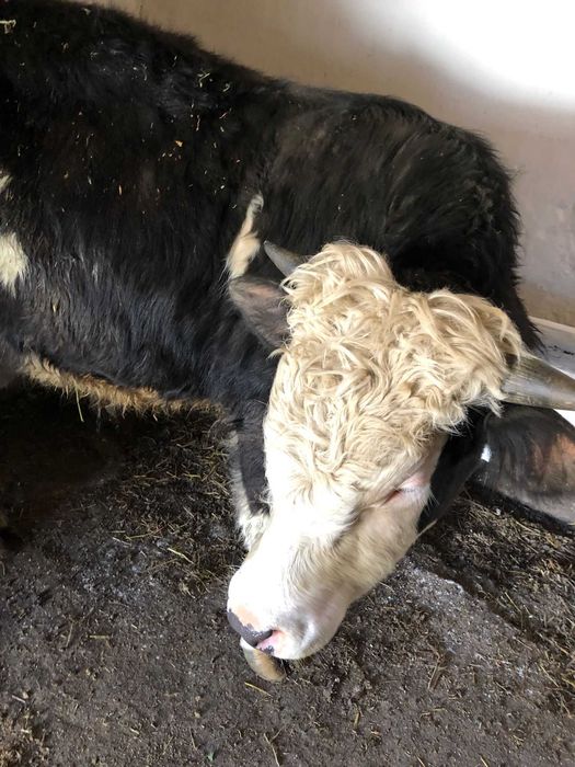 Viței între 250 și 350 de kg