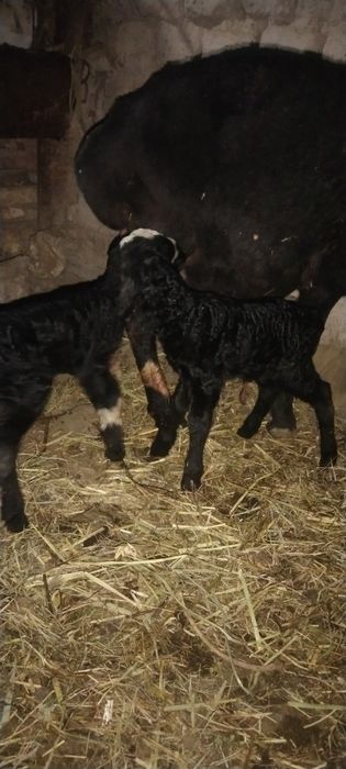 15 декабр да тугди