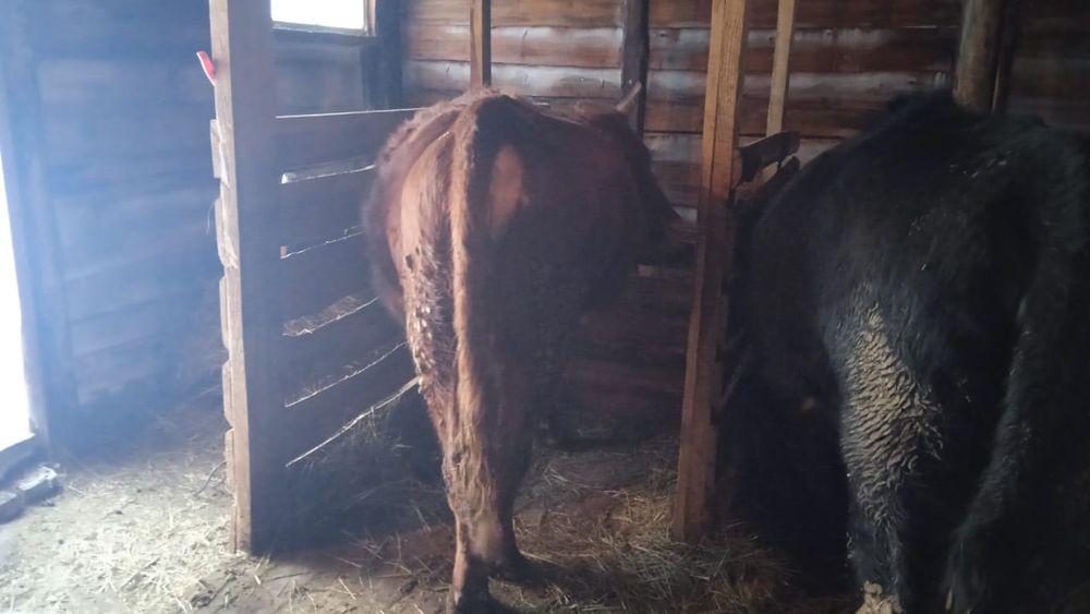 Продам 2 стельные телки