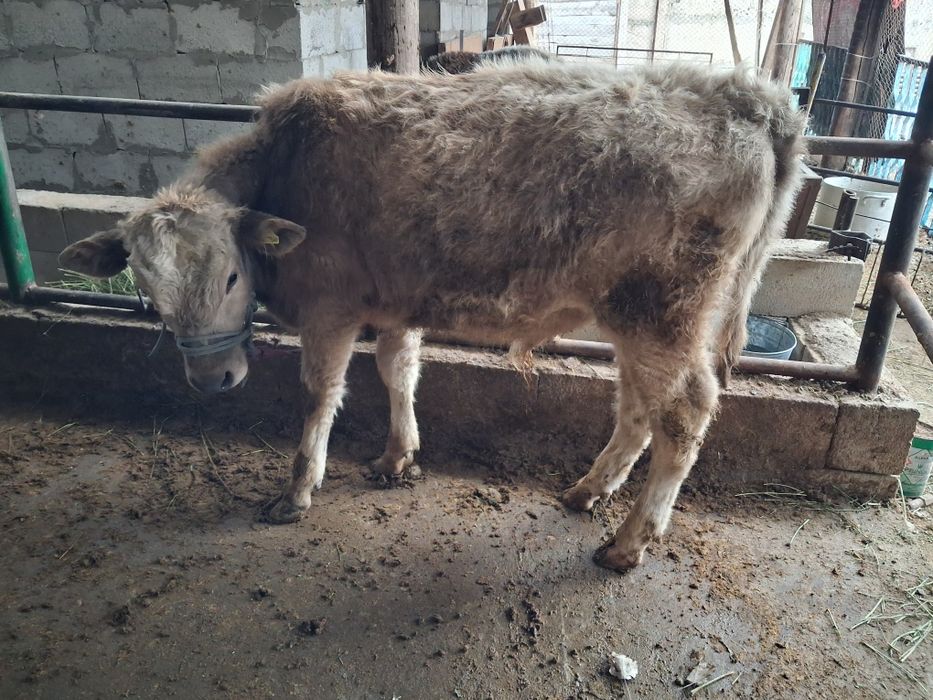 Әулекөл бычёк сатылады