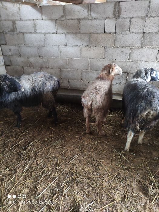 Бараны котные и не котные