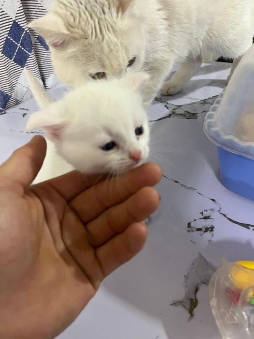 Ангора белая кошка