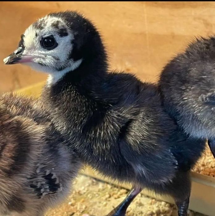 Простои Үндік балпаны сатылады