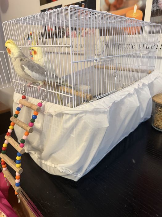 Nimfe pereche 7 luni