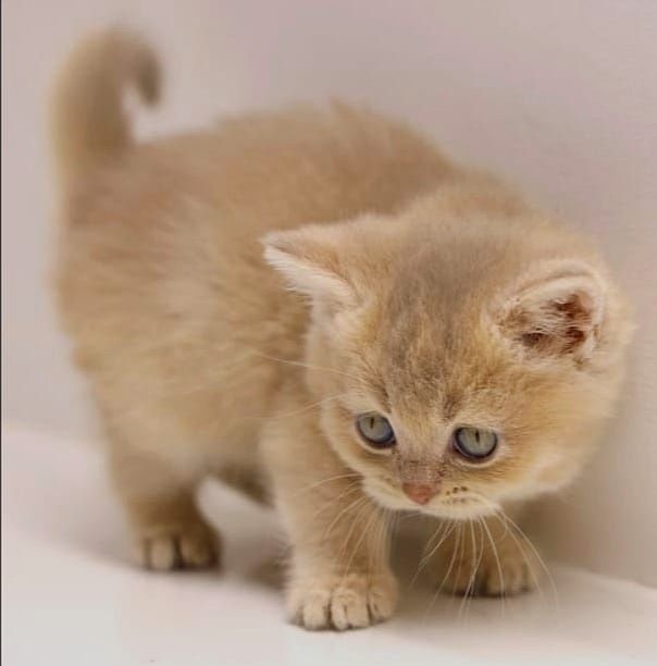 Котята зеленоглазые британские