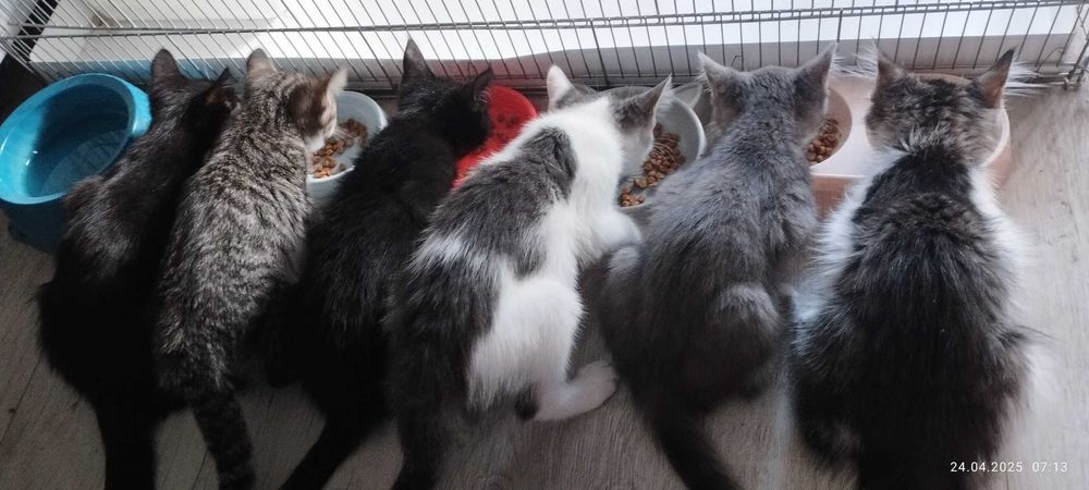 Котятки в добрые и заботливые руки