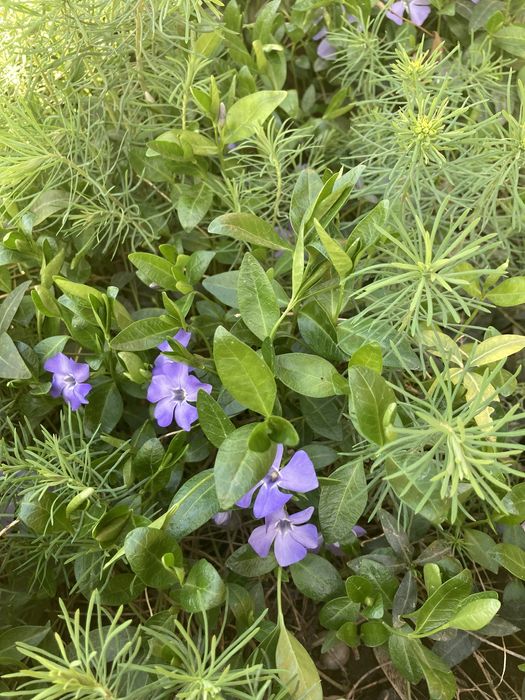 Продам рассаду цветов с сада