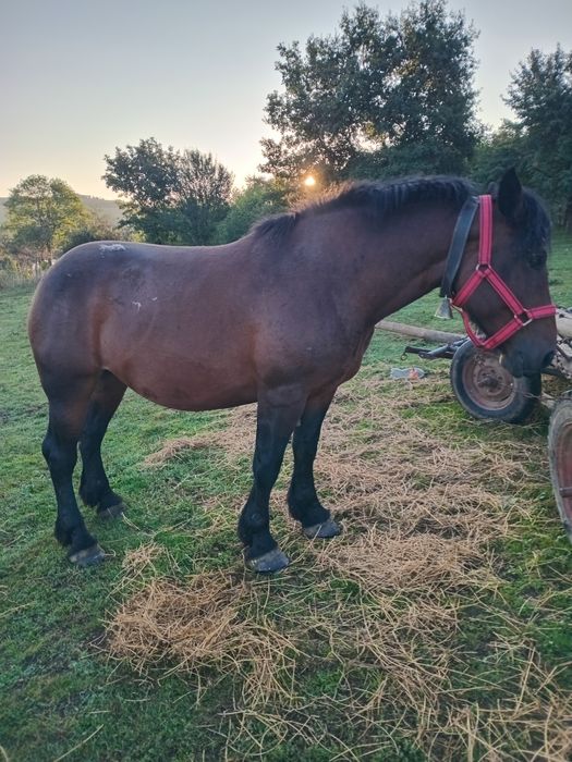 Vând iapă murga de 3 ani