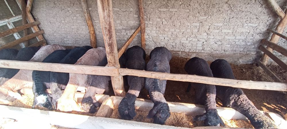 Кучкорлар сотилади