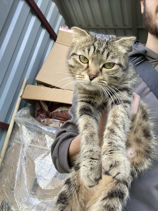 кошечка ищет дом