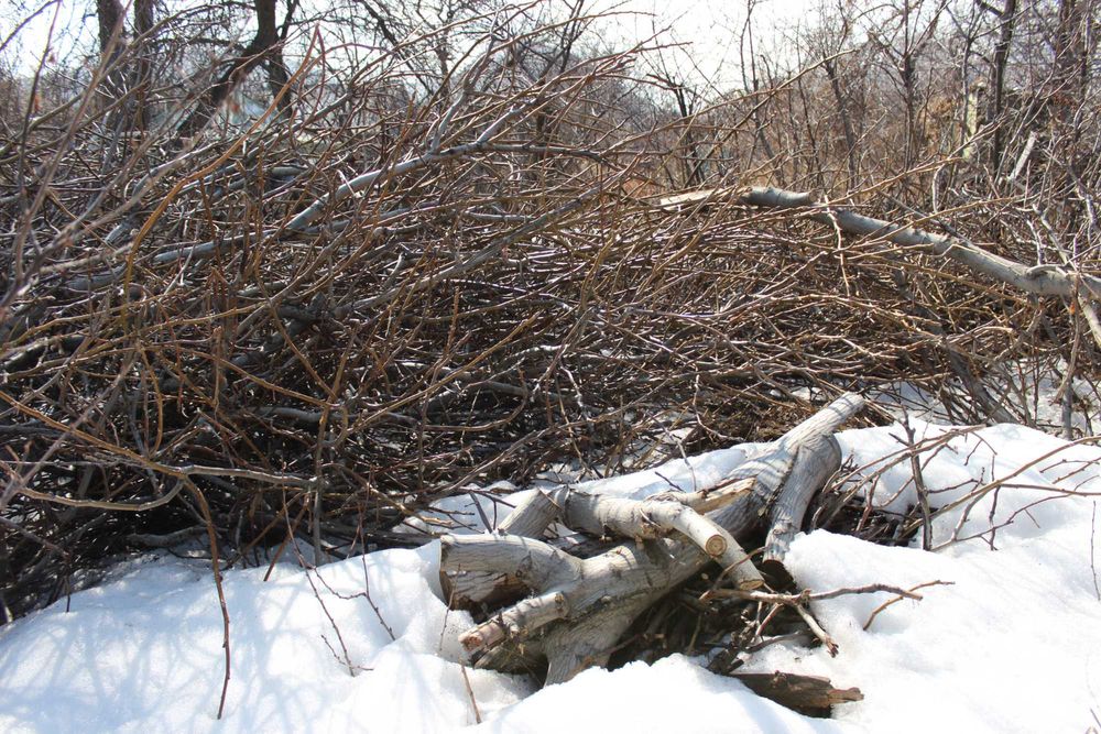 Древесина грецкого ореха на спил