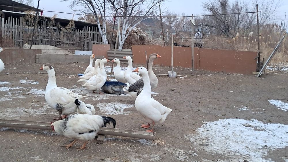 Бағасы 12-мыңнан