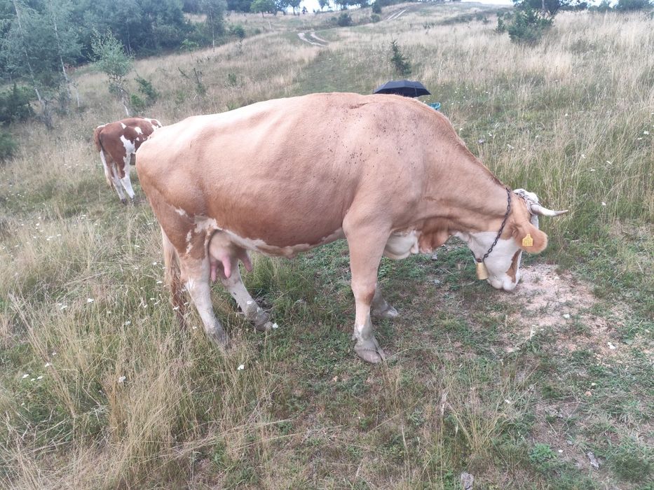 Vind vacă de9-10 ani