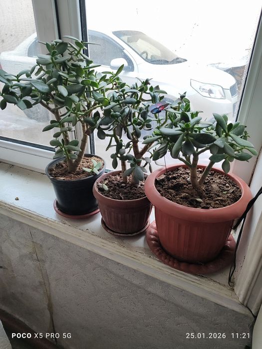 Цветы Денежный дерево