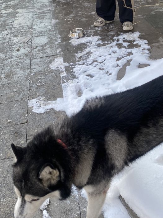 Найдена собака хаски