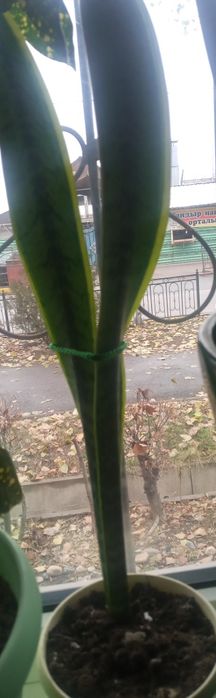 Сансевьерия молодая, свежепересажена.