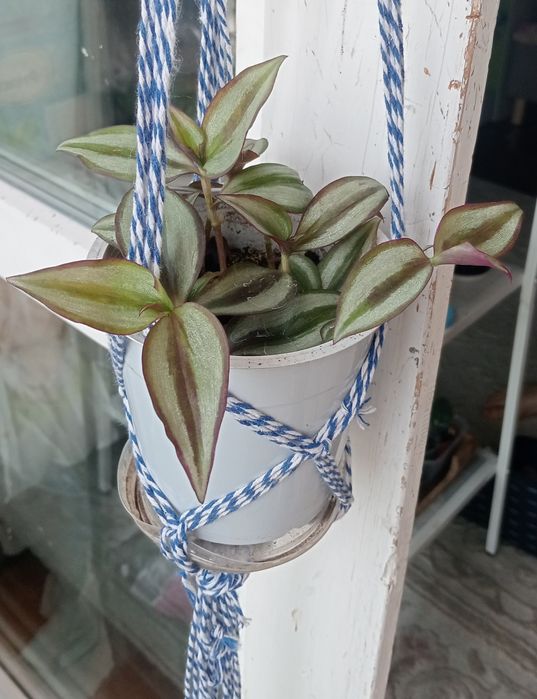 Комнатные цветы  от 1000 тенге.