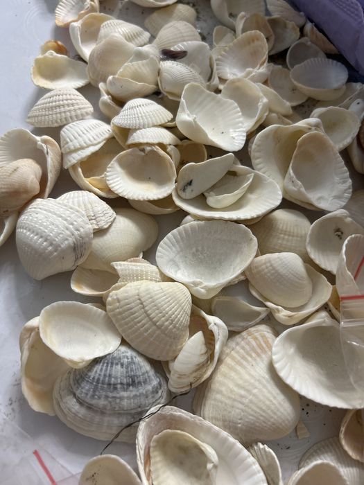 Продам ракушки морские