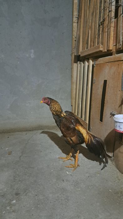 Бойцовый петух дакан