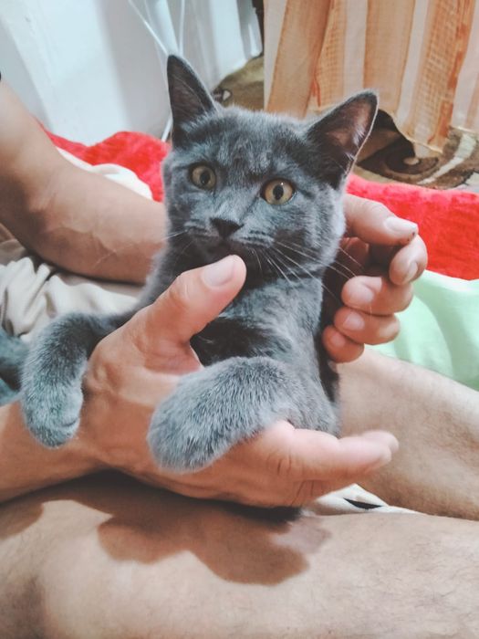 Кошки для домашная