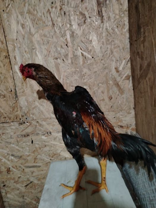 Продам Дакана золотой