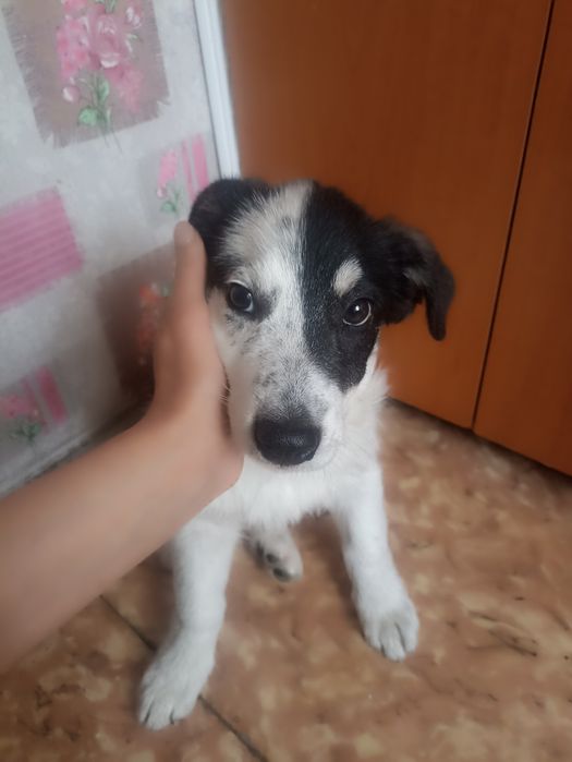 Отдам щенка, бесплатно