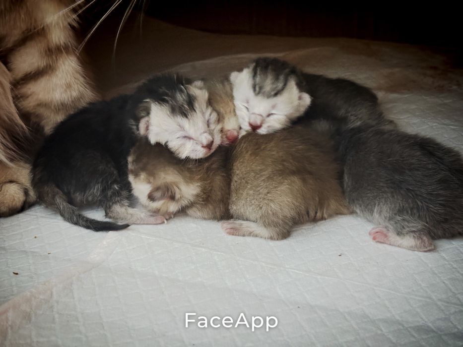 Котята британские