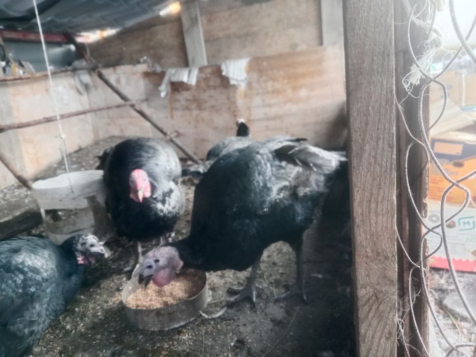 Индюки Гибрит 3 самки 1 самес