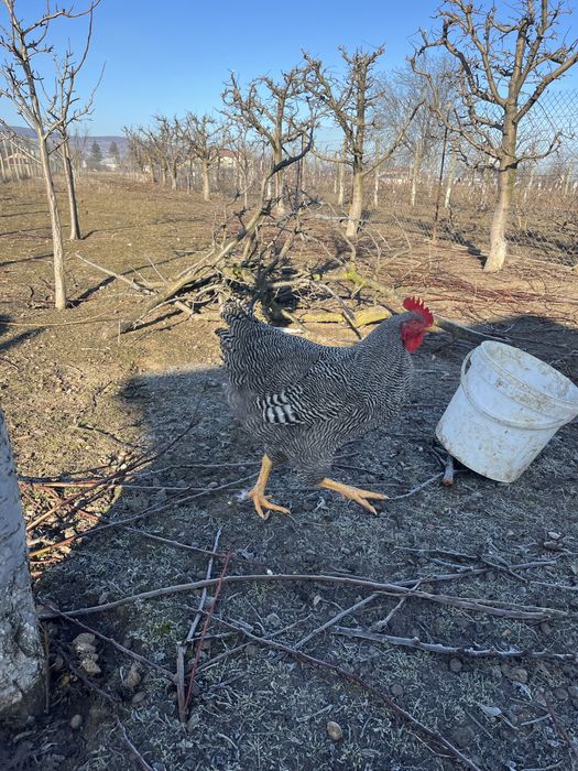 Doi cocoșii Plymouth Rock Barat
