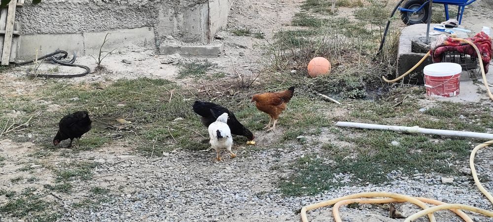 Продам зайцев и несушки