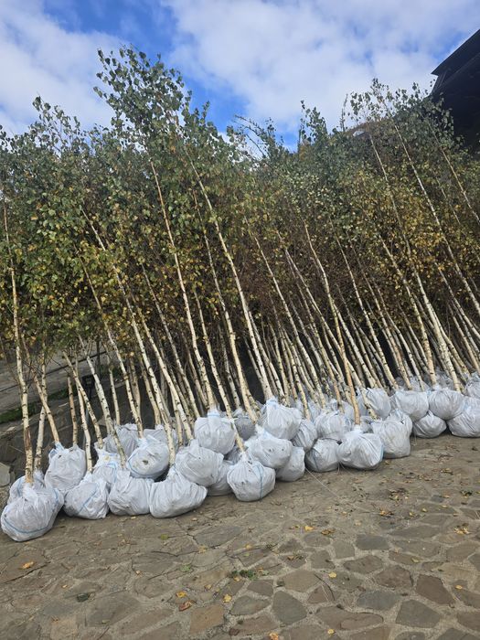 Platan englezesc mesteacăn tei