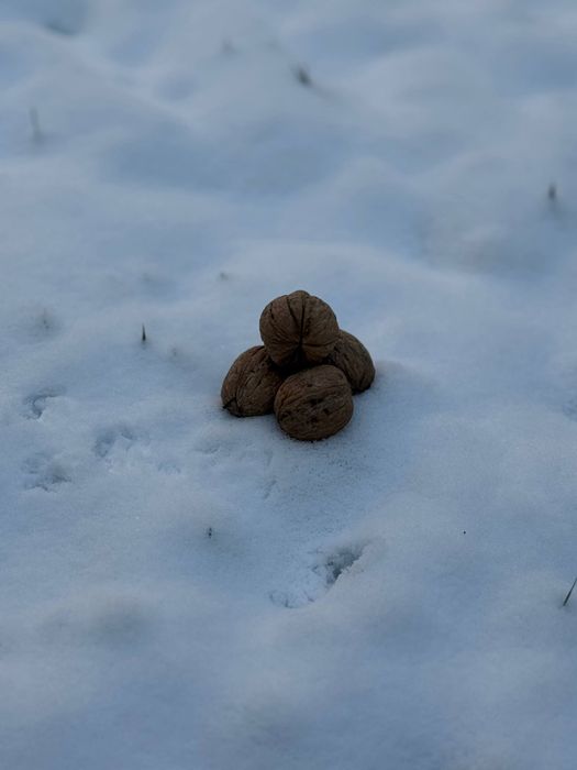 Грецкий Орех Тонкий Скорлупа